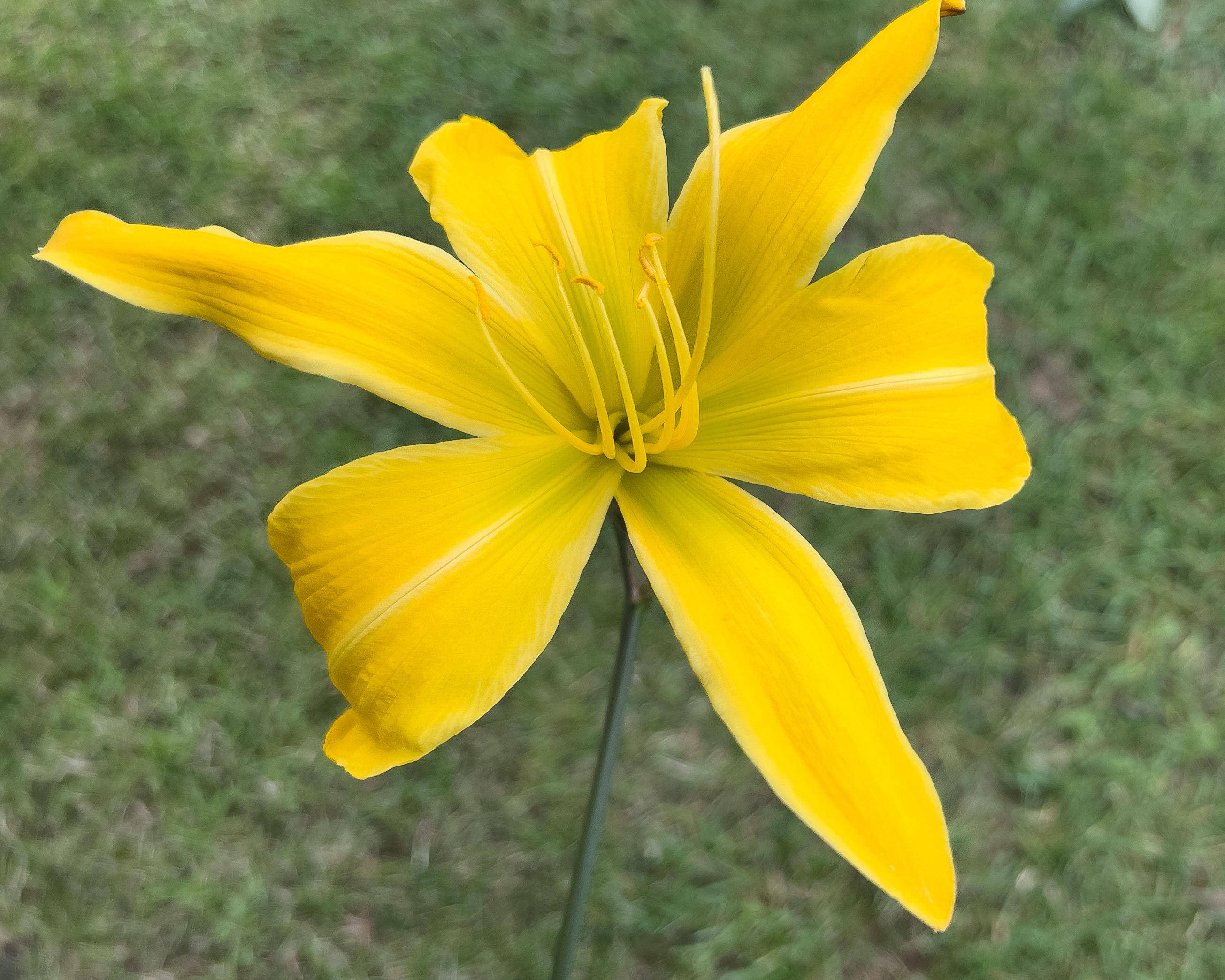 Hemerocallis Spider Breeder