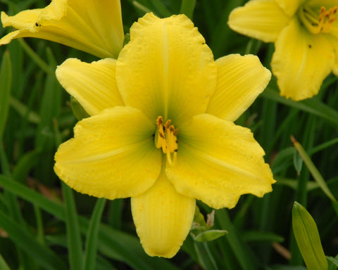 Green Flutter - Strictly Daylilies