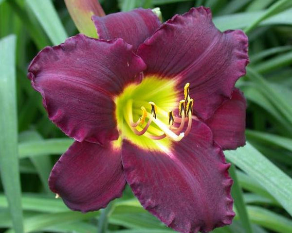 Bela Lugosi - Strictly Daylilies