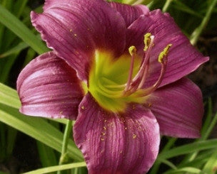 Barbary Corsair - Strictly Daylilies