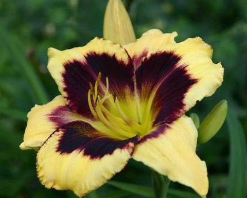 Golden Compass - Strictly Daylilies
