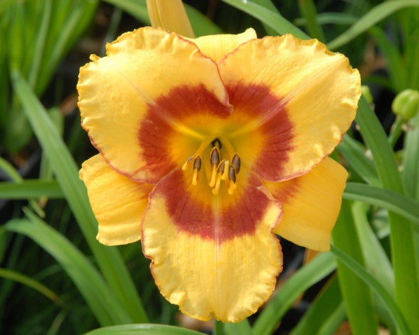 april lily flower Hemerocallis April Fools
