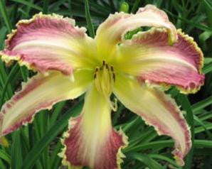 Cooler Than Me - Strictly Daylilies