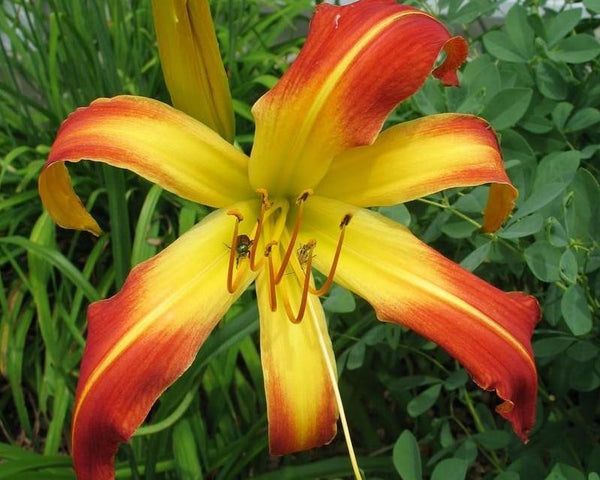 Long Tall Sally