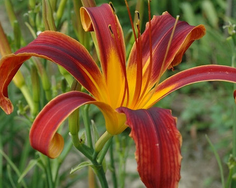 Aabachee - Strictly Daylilies