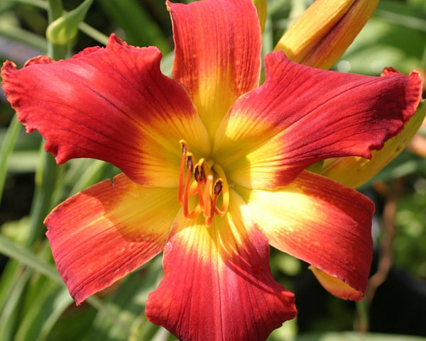 All American Chief - Strictly Daylilies