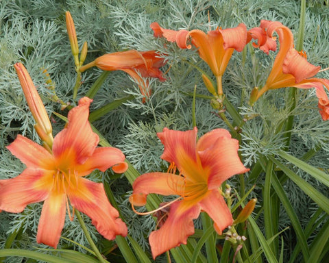 All American Windmill - Strictly Daylilies