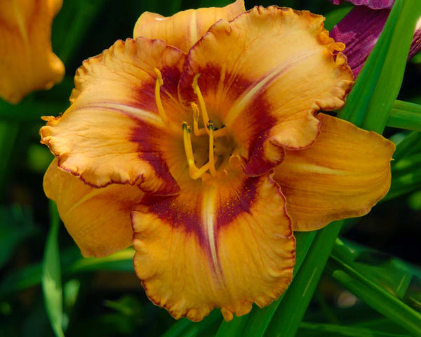 All Fired Up - Strictly Daylilies