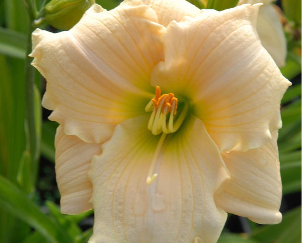 Apple Court Chablis - Strictly Daylilies