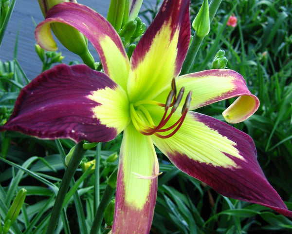 Applique - Strictly Daylilies