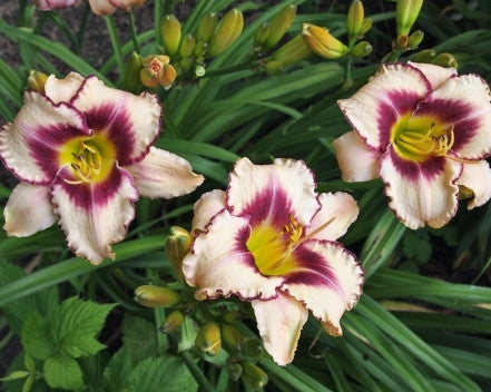 Augenstern - Strictly Daylilies