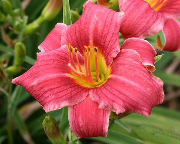 Baby Betsy - Strictly Daylilies