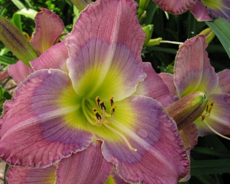 Breathless Charm - Strictly Daylilies