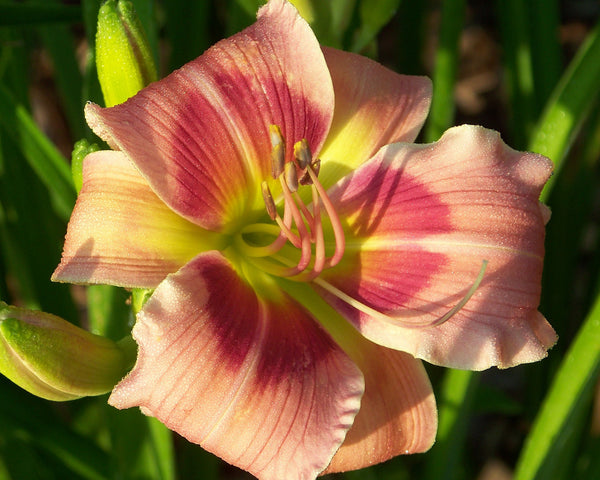 Cat Dancer - Strictly Daylilies