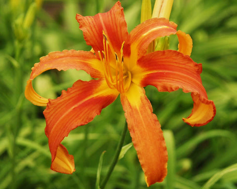 Chesapeake Crablegs - Strictly Daylilies