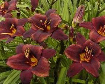 Chocolate Candy - Strictly Daylilies