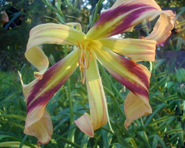 De Colores - Strictly Daylilies