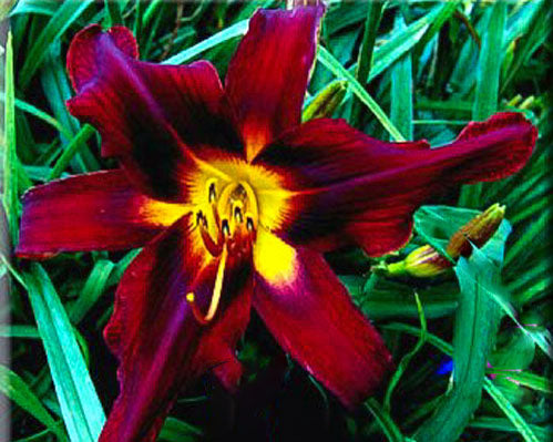 Dark Magician - Strictly Daylilies