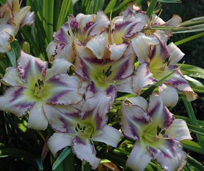 Destined to See - Strictly Daylilies