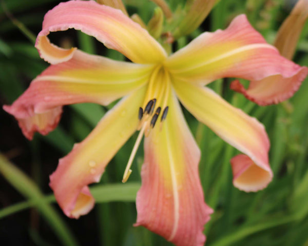 Eat Our Wake Pintaheads - Strictly Daylilies