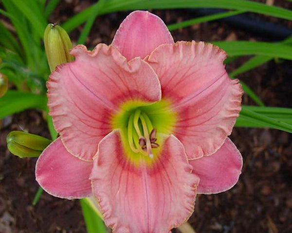 Elegant Candy - Strictly Daylilies