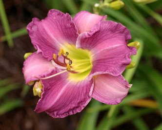 Entrapment - Strictly Daylilies