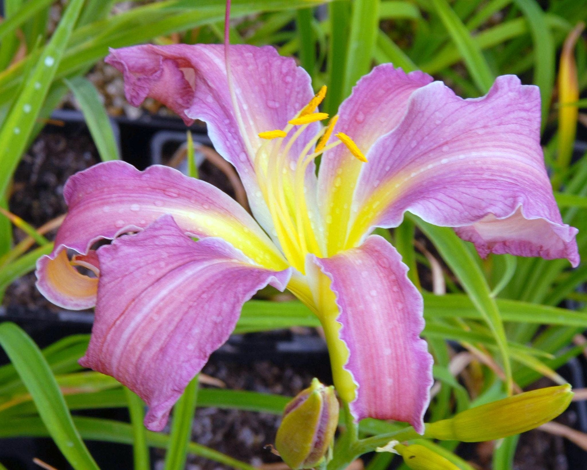 Hemerocallis Exotic Spider