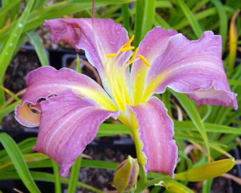 Exotic Spider - Strictly Daylilies