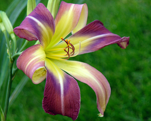 Flip Fiasco - Strictly Daylilies