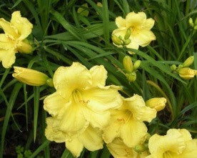 Fragrant Reflections - Strictly Daylilies