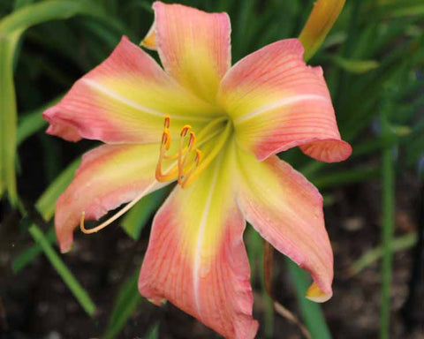 Friends With Benefits - Strictly Daylilies