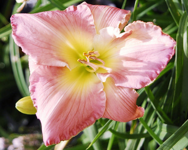 Full Grown - Strictly Daylilies