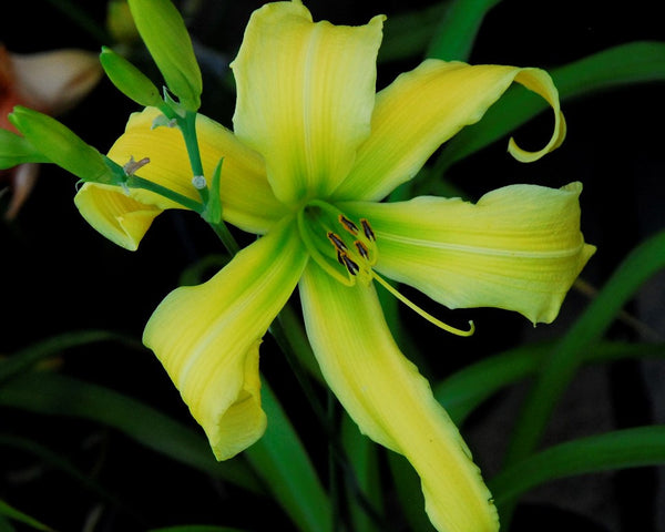 Green Lines - Strictly Daylilies