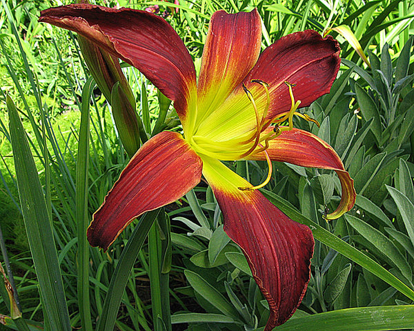 Handsome Devil - Strictly Daylilies