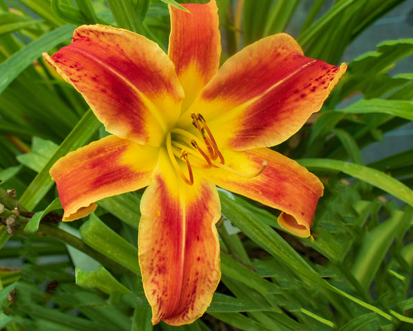 Heavenly Fire and Ice