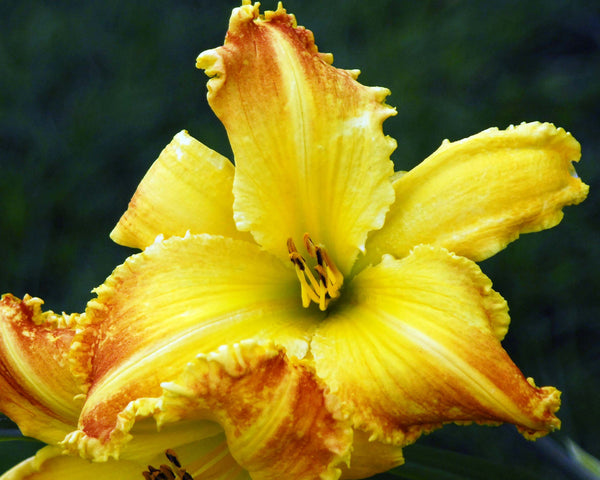 Heavenly Beginnings - Strictly Daylilies
