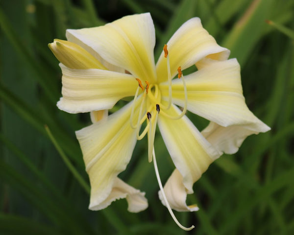 Heavenly Curls - Strictly Daylilies