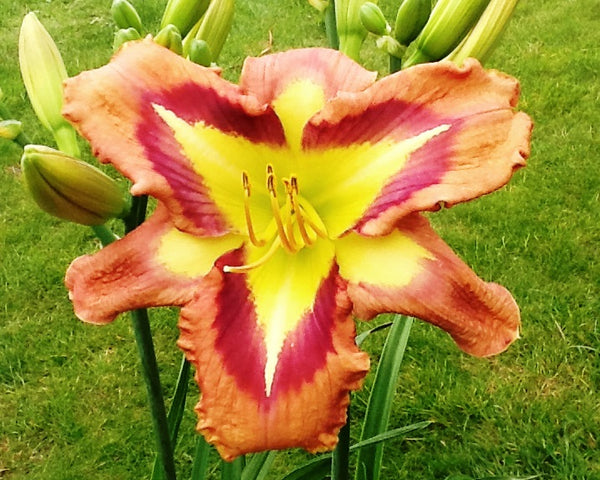 A Bodacious Pattern - Strictly Daylilies