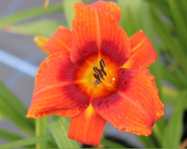 Holiday Delight - Strictly Daylilies