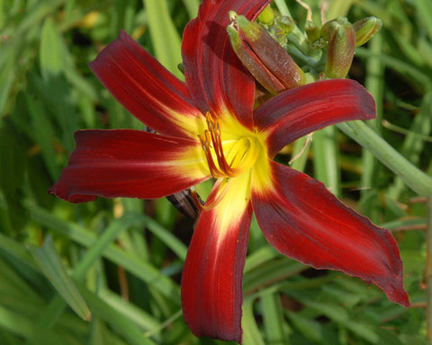 Holly Dancer - Strictly Daylilies