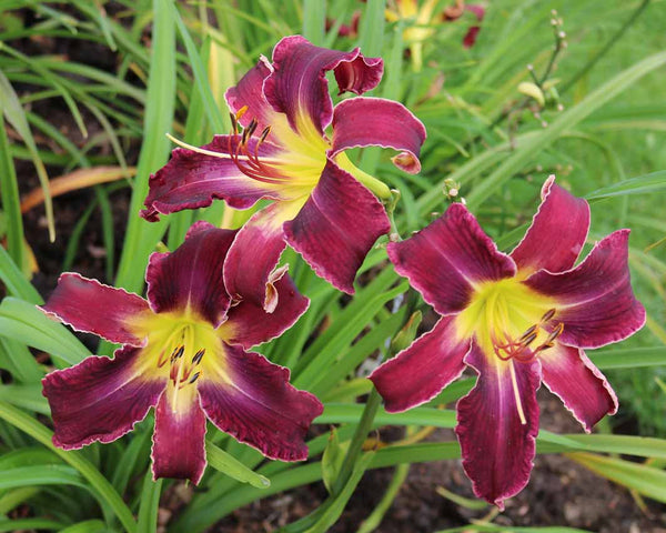 Increased Complexity - Strictly Daylilies