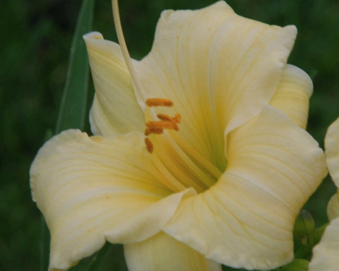 Longfields Pearl