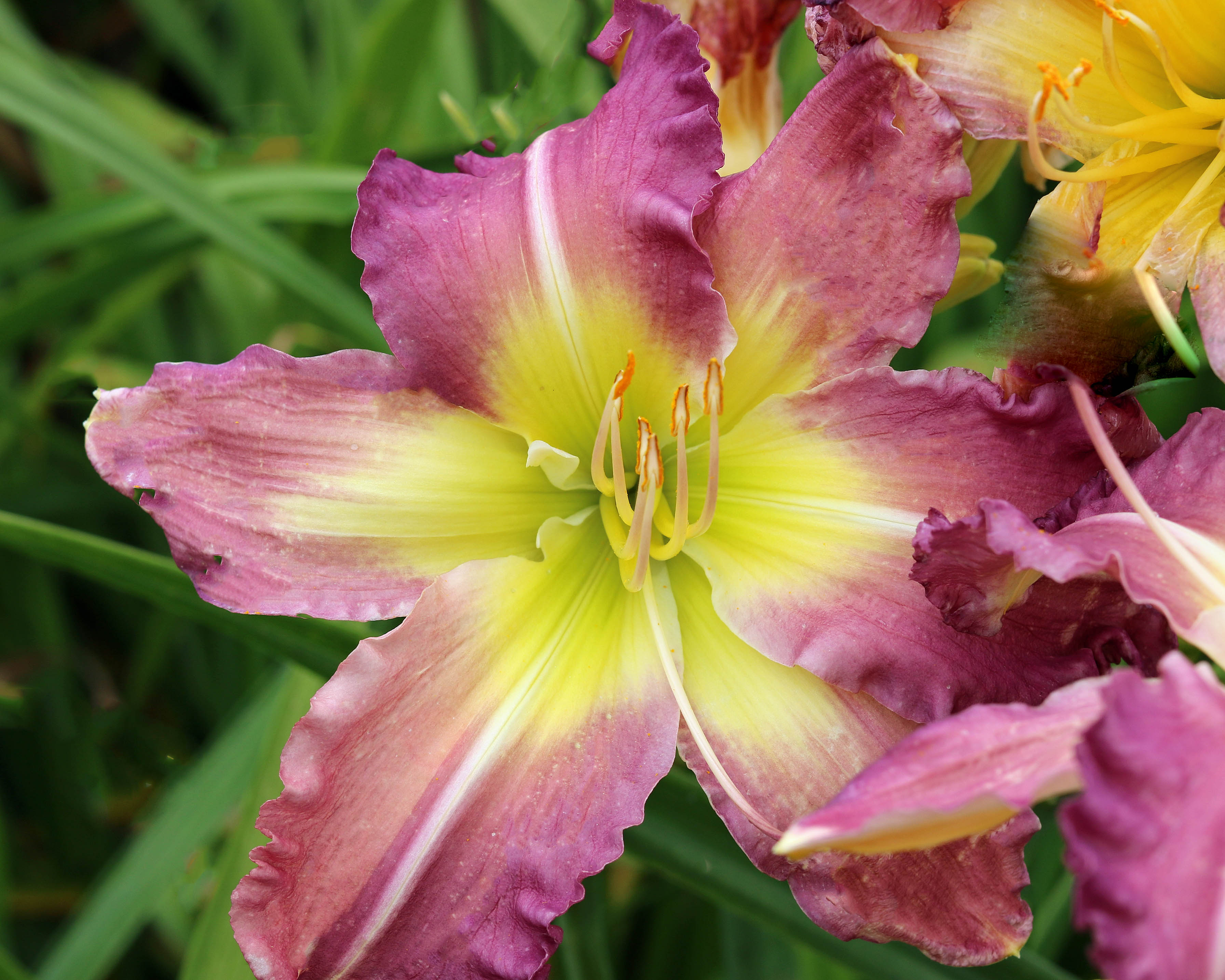 Hemerocallis Regency Heights
