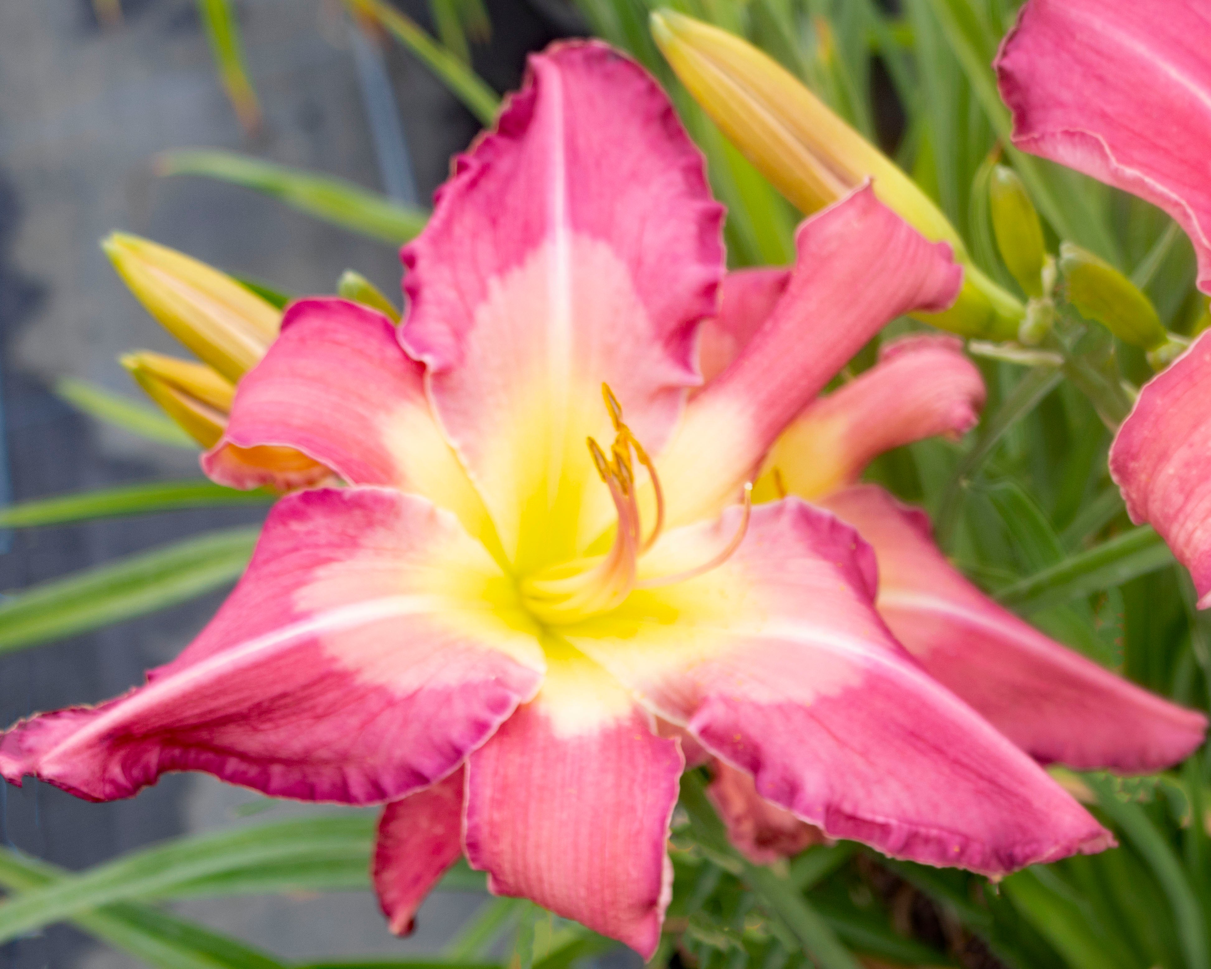lily white eyes White Eyes Pink Dragon Daylily