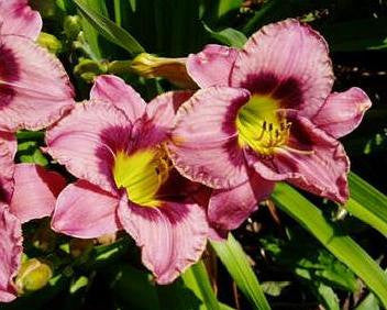 Always Afternoon - Strictly Daylilies