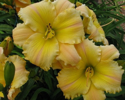 Amy's Rainbow - Strictly Daylilies