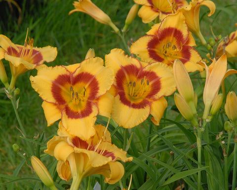 April Fools - Strictly Daylilies