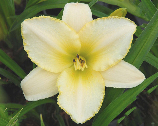 Blizzard Bay DISCONTINUE - Strictly Daylilies