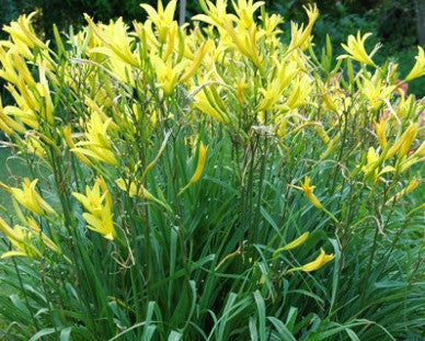 H citrina - Strictly Daylilies