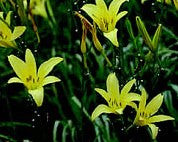 H citrina - Strictly Daylilies